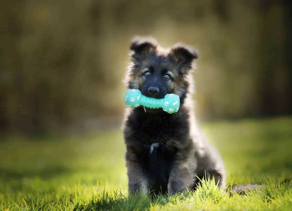 Capa: Baixar Adestramento Brinquedo Bom Pra Cachorro: Curso Completo + Bônus