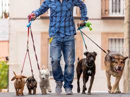 Curso completo de Dog Walker para passeadores de cães profissionais