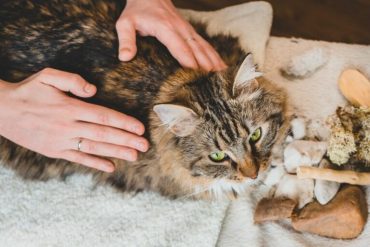 Gato recebendo massagem relaxante de mãos humanas.