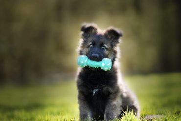 Cachorro aprendendo truques de adestramento com brinquedo