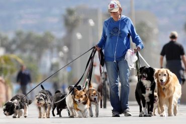 Mulher sorrindo com um golden retriever em um parque, durante um passeio de dog walker profissional.