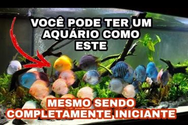 Aquário de água doce bem cuidado com peixes coloridos e plantas aquáticas exuberantes, instruído pelo curso Aquarista de Sucesso de Marcos Alvarenga.