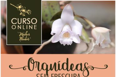 Carol Costa ensinando a cultivar orquídeas no curso online 'Orquídeas sem Frescura'