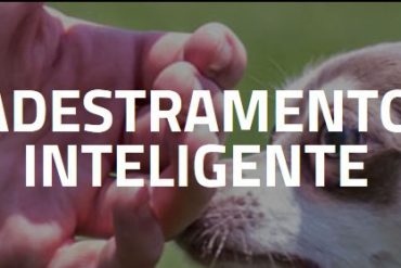 Alexandre Rossi apresentando o curso Adestramento Inteligente, com um cachorro feliz e obediente ao seu lado.