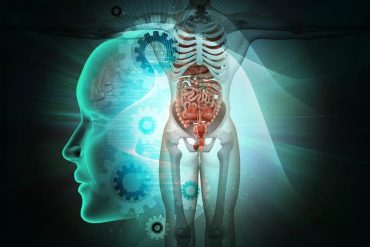 Curso Anatomia Órgãos e Sistemas Download Completo